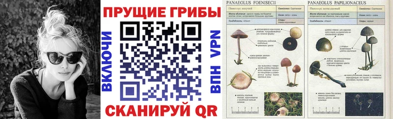 купить   Рузаевка  Псилоцибиновые грибы Psilocybine cubensis 